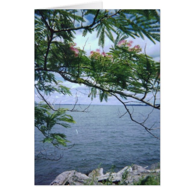 Cartão LittleBayParkBayside 001 (Frente)