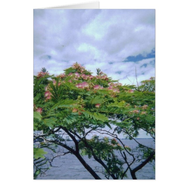 Cartão LittleBayParkmimosatree 001 (Frente)