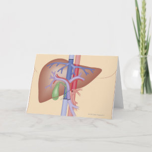 Cartão Liver Transplant Procedure