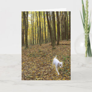 Cartão Livre para Executar