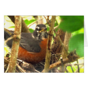 Cartão livre-pássaro