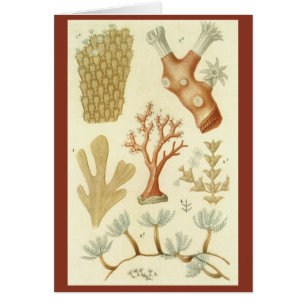 Cartão Livro Didático de Ciências Biologia, Animais de Co