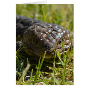 Cartão Lizard De Língua Azul Próximo,