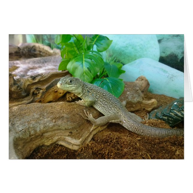 Cartão Lizard num Terrarium (Frente Horizontal)