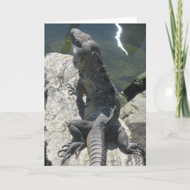 Cartão Lizard Rock Greeting Card (Frente)