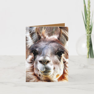 Cartão Llama