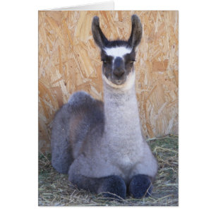 Cartão Llama Cria - vazio
