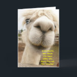 Cartão Llama Funny Birthday Card<br><div class="desc">Um Albino Lama,  perto e pessoal.</div>
