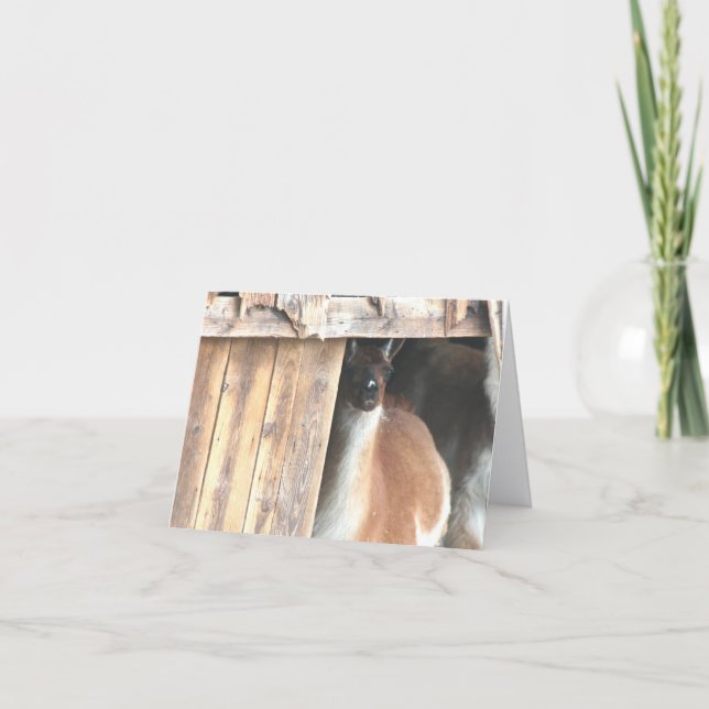 Cartão Llama In Barn Farm Animal Personalized Note (Frente)