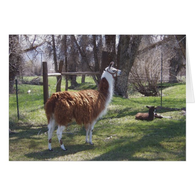 Cartão Llama Mama e Baby Lama (Frente Horizontal)