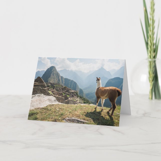 Cartão Llama Overlooking Ruins | Machu Picchu, Peru (Frente)