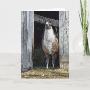 Cartão Llama, Saudação