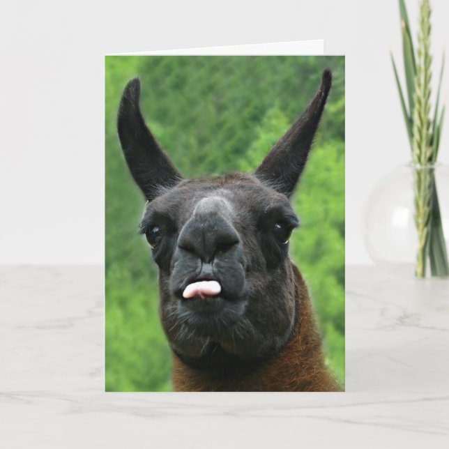 Cartão Llama with Attitude - Sticking out Tongue Photo (Frente)