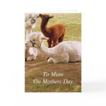 Llamas With Baby Cria Mothers Day