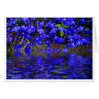 Cartão Lobelia azul