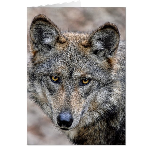 Cartão Lobo (Frente)