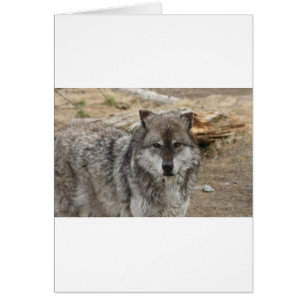 Cartão lobo animal rosto olhos canino floresta zoológico