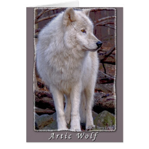 Cartão Lobo Ártico