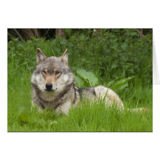 Cartão Lobo canadense