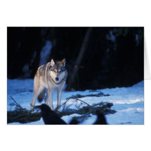 Cartão lobo cinzento, Canis lupus, nos contrafortes