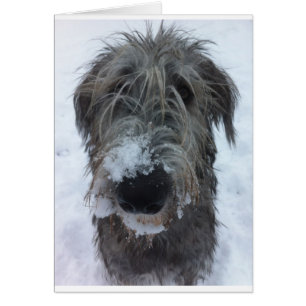 Cartão lobo-irlandês brincando na neve