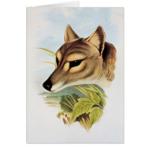 Cartão Lobo ou tigre tasmaniano