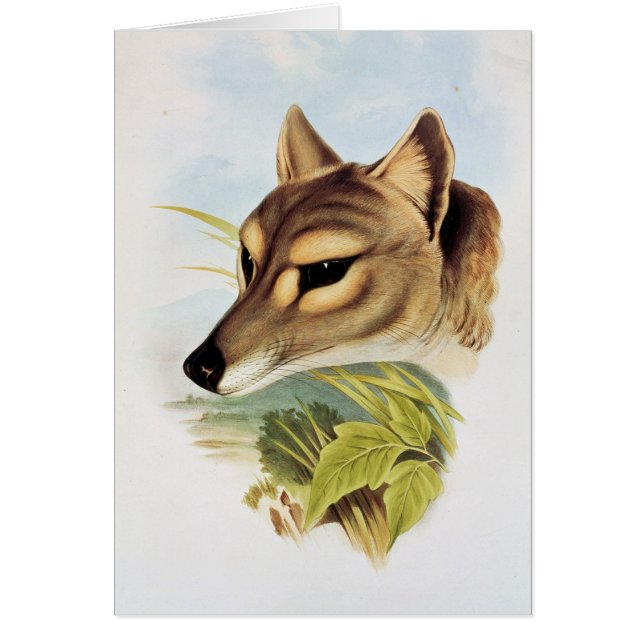 Cartão Lobo ou tigre tasmaniano (Frente)