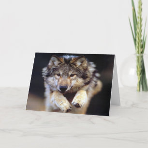 Cartão Lobo selvagem
