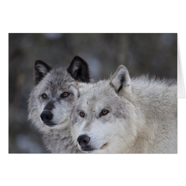 Cartão Lobos (Canus lupus) | West Yellowstone (Frente Horizontal)