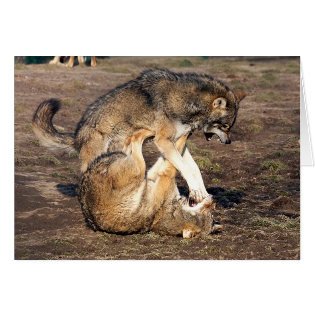 Cartão lobos de combate (Frente Horizontal)