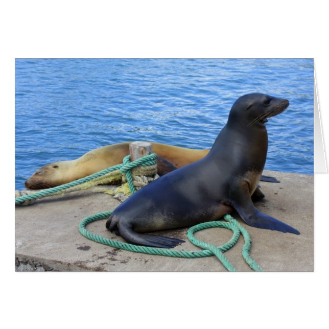 Cartão Lobos Marinos (Frente Horizontal)