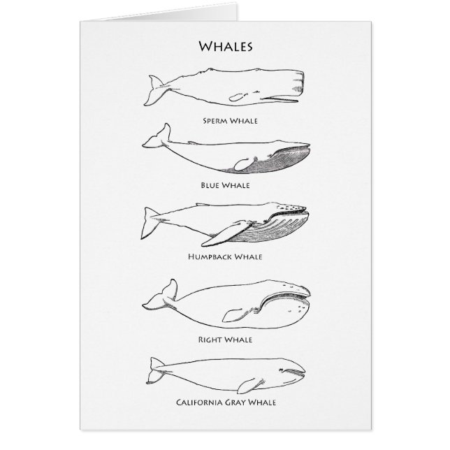 Cartão Logotipo das baleias (Frente)