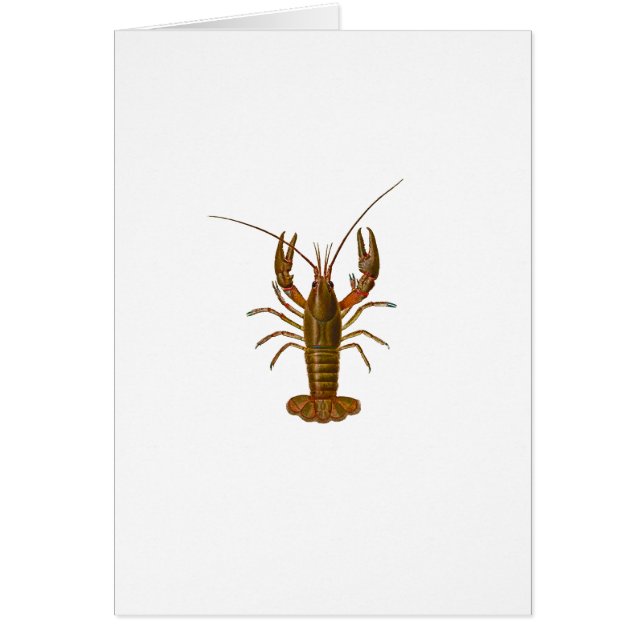 Cartão Logotipo dos lagostins (Frente)