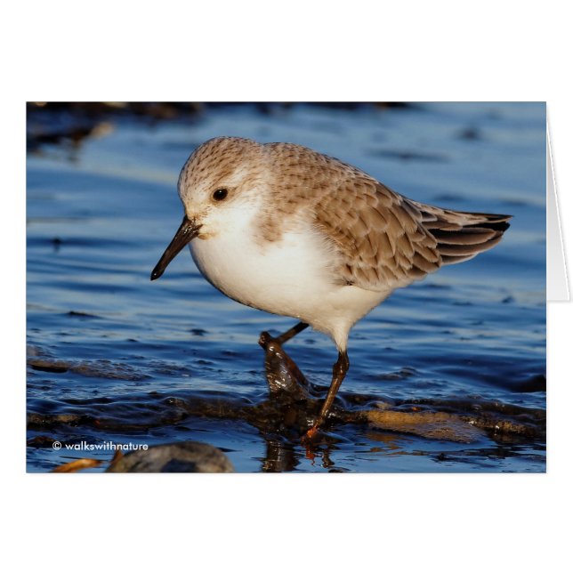 Cartão Lojas de Wintry do Sanderling Cute (Frente Horizontal)