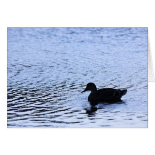 Cartão Lone Duck Willife Lake Water Ripples Fotografia