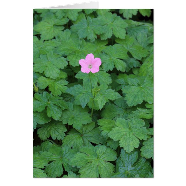 Cartão Lone Geranium (Frente)