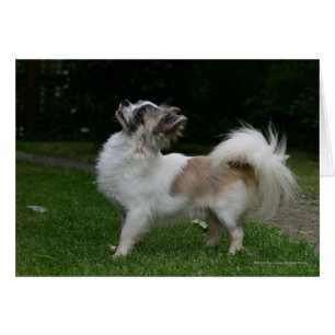 Cartão Long Haired Chihuahua olhando para a câmera