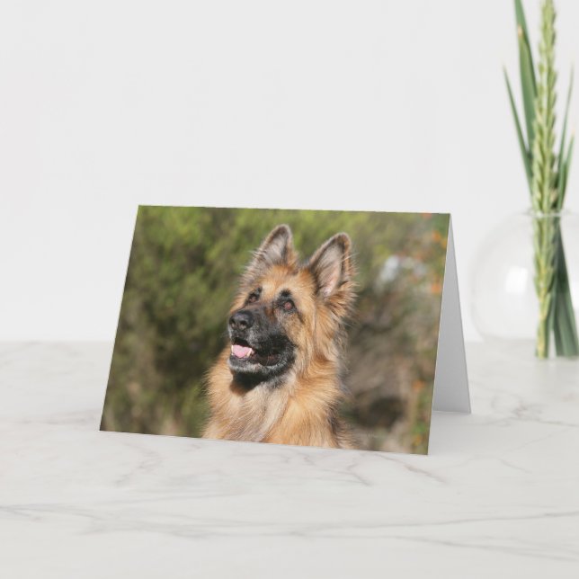 Cartão Long Haired German Shepherd 1 (Frente)