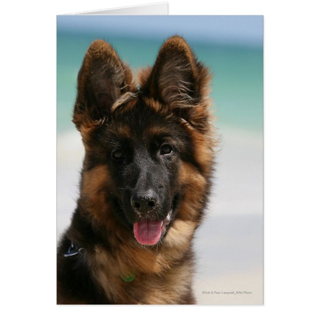 Cartão Long Haired German shepherd Beach (Frente)