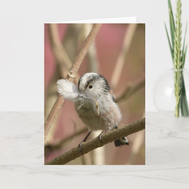 Cartão Long Tailed Tit with feather (Frente)