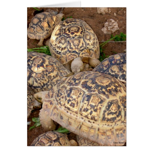 Cartão Longevidade (Frente)