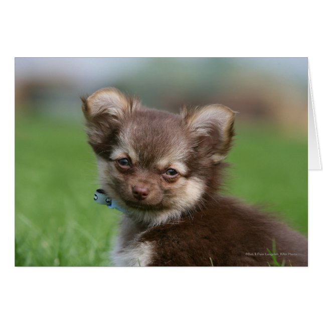 Cartão Longhaired Chihuahua Puppy Olhando para a câmera (Frente Horizontal)