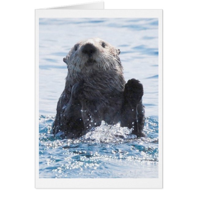 Cartão lontra de mar (Frente)