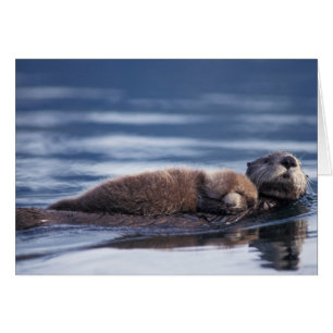 Cartão lontra marinha, Enhydra lutris lutris