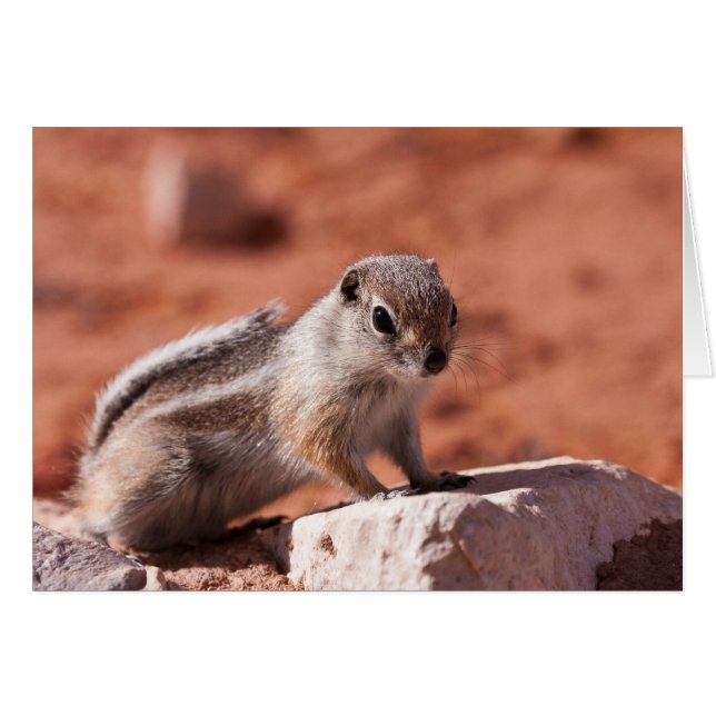 Cartão Lookout Esperançoso (Frente Horizontal)