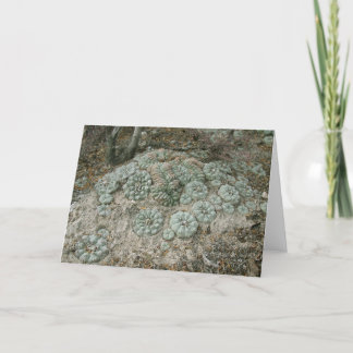 Cartão Lophophora williamsii - Peyote