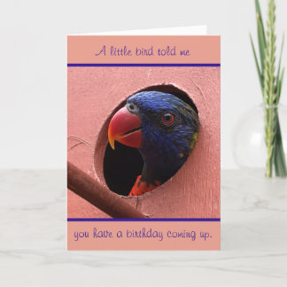 Cartão lorikeet birthday card