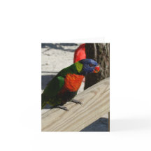Lorikeet note cards