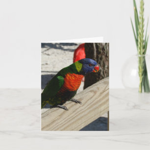 Cartão Lorikeet note cards