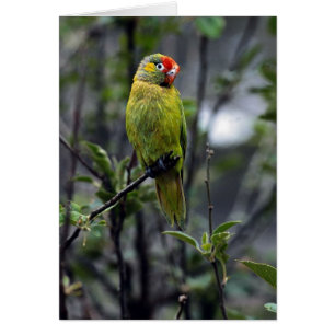 Cartão Lorikeet variado, Austrália